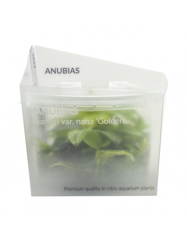 Anubias Nana Gold Invitro  - 1