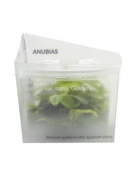 Anubias Nana Gold Invitro  - 1