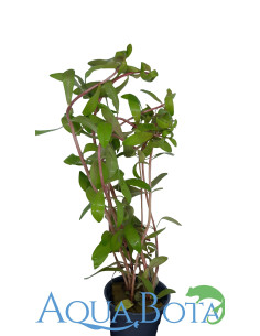 Nesea pedicellata ‘green’  - 2 2