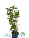 Nesea pedicellata ‘green’  - 1