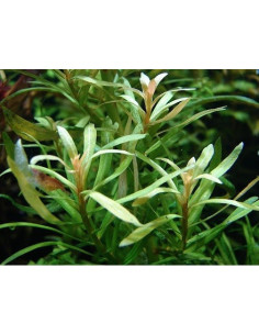 Nesea pedicellata ‘green’  - 2