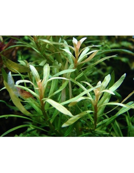Nesea pedicellata ‘green’  - 2