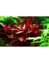 Alternanthera reineckii 'Rosanervig'  - 3