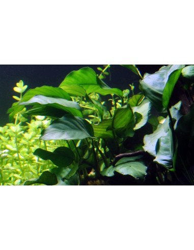 Anubias barteri  - 3