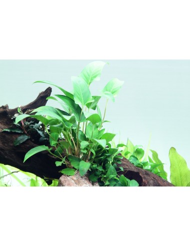 Anubias gracilis  - 3