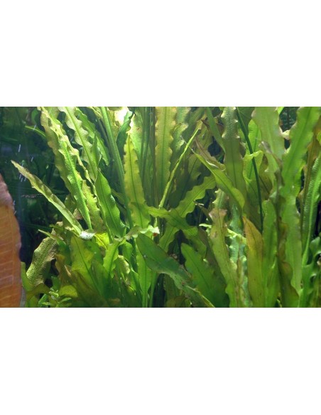 Aponogeton crispus- Tropica Tropica - 2