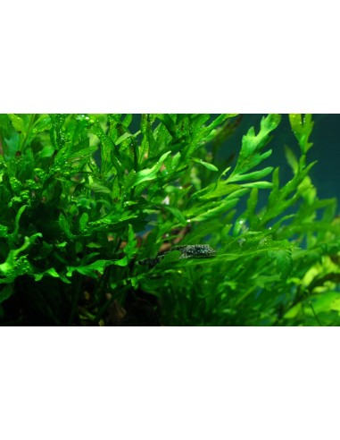 Bolbitis heudelotii- Tropica Tropica - 2