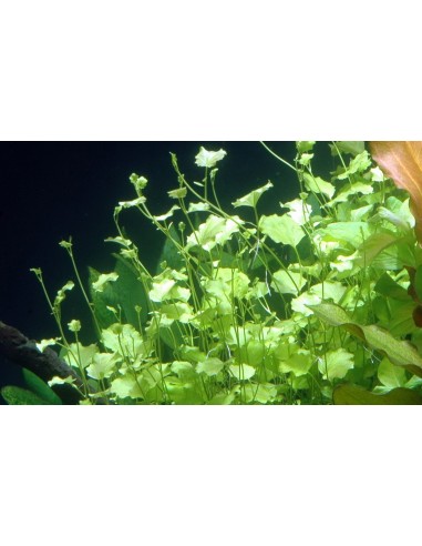 Cardamine Lyrata  - 2