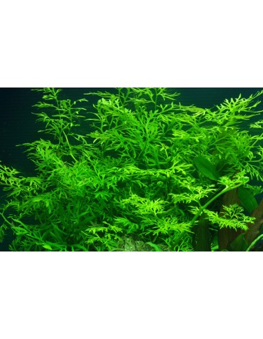 Ceratopteris thalictroides  - 2