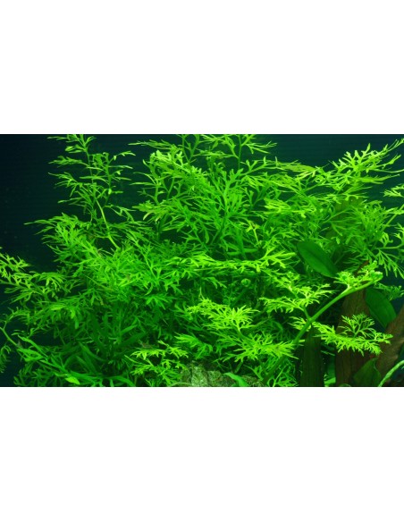 Ceratopteris thalictroides  - 2
