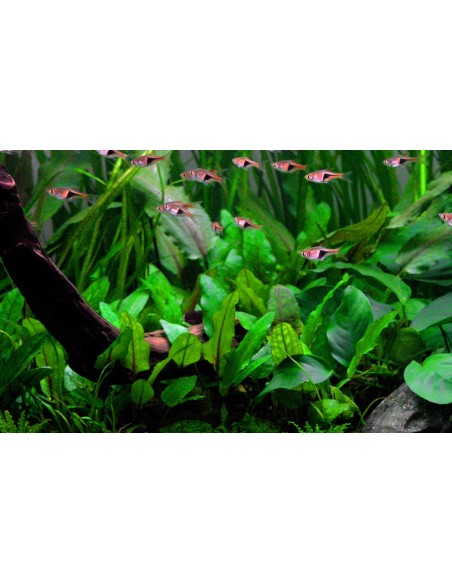 Cryptocoryne wendtii 'Green'  - 3