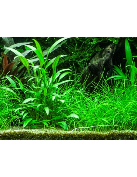 Cryptocoryne x willisii  - 3