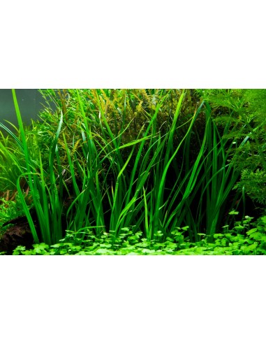Cyperus helferi- Tropica Tropica - 2