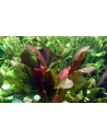 Echinodorus 'Barthii'- Tropica Tropica - 2