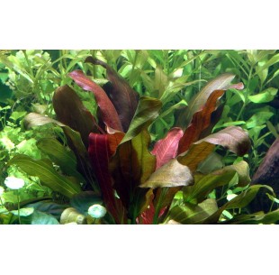 Echinodorus x barthii  - 2