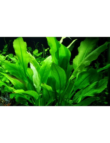 Echinodorus grisebachii 'Bleherae'  - 2