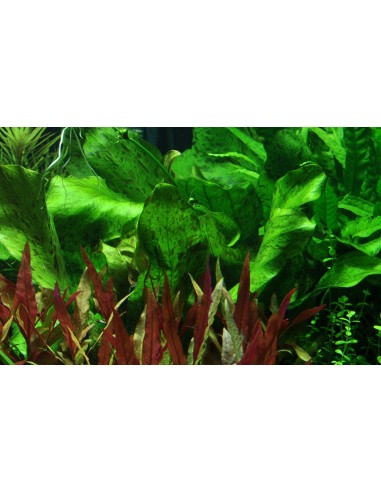 Echinodorus 'Ozelot Green'  - 3
