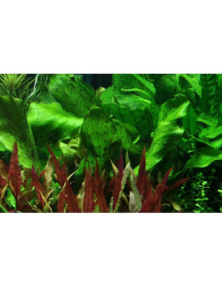 Echinodorus 'Ozelot Green'  - 3