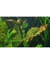Echinodorus 'Ozelot'  - 2