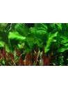 Echinodorus 'Ozelot Green'- Tropica Tropica - 2