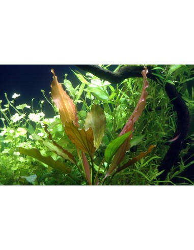Echinodorus 'Rosé'  - 1