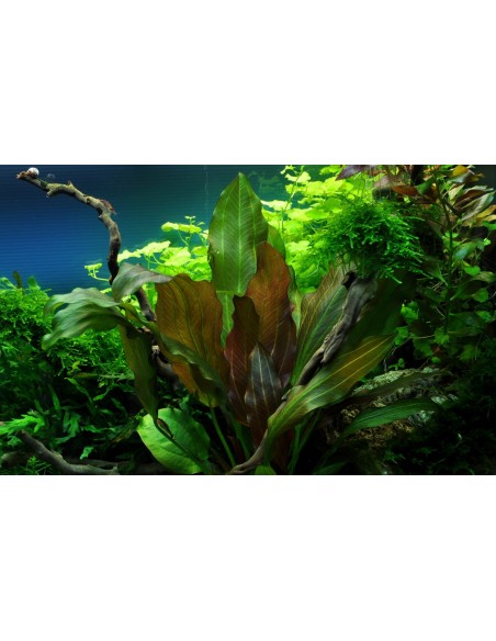 Echinodorus 'Reni'  - 3