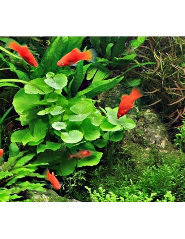 Hydrocotyle leucocephala  - 2