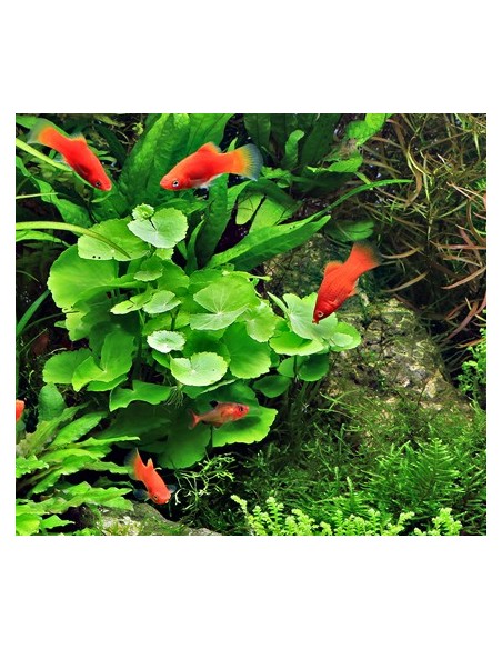 Hydrocotyle leucocephala  - 2