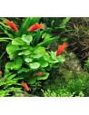Hydrocotyle leucocephala  - 2