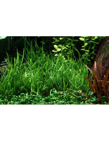 Lilaeopsis Mauritiana  - 2