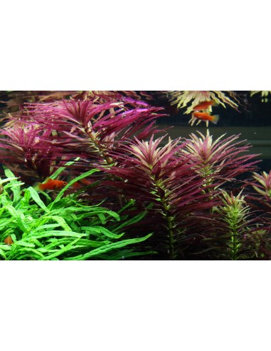 Limnophila hippuridoides  - 3