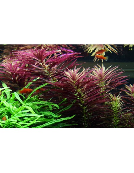 Limnophila hippuridoides  - 3