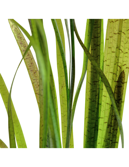 Vallisneria spiralis 'Leopard'  - 2