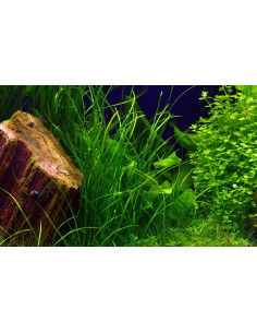 Vallisneria natans  - 2