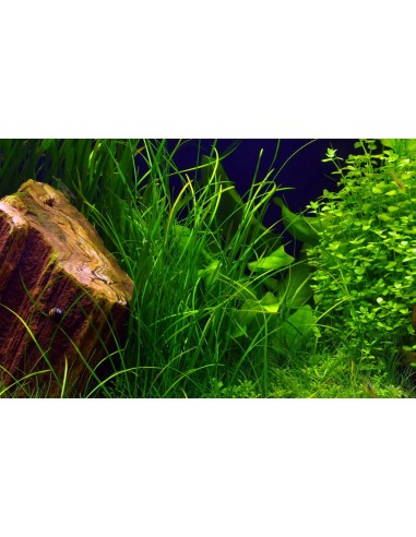 Vallisneria natans  - 2