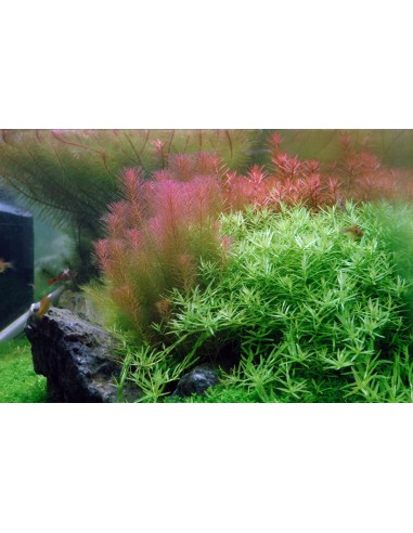 Rotala wallichii 3,50 €