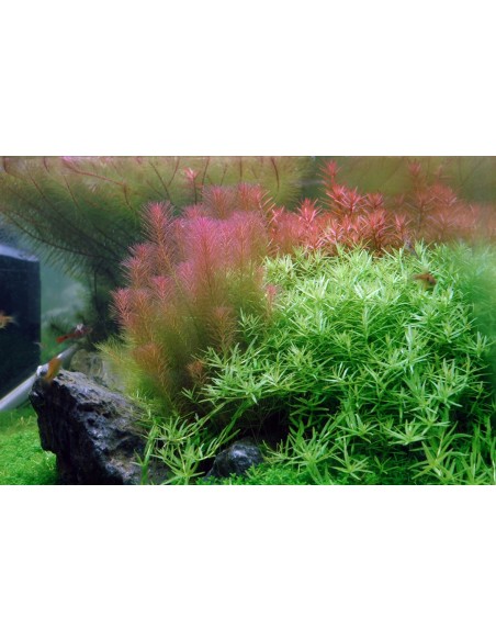 Rotala wallichii 3,50 €