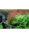 Rotala wallichii 3,50 €