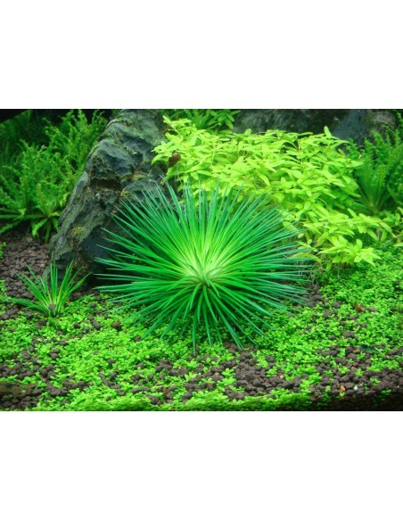 Eriocaulon cinereum - In Vitro Cup Tropica Tropica - 2