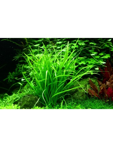 Helanthium tenellum  - 2