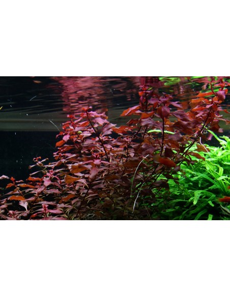 Ludwigia sp. 'Mini Super Red'  - 3
