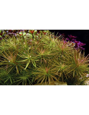Eusteralis stellata  - 2