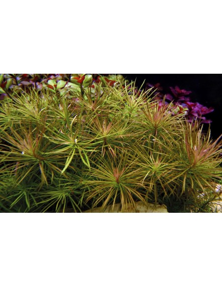 Eusteralis stellata  - 2