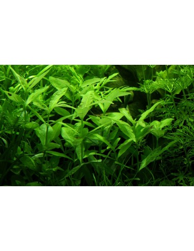 Hygrophila polysperma  - 2