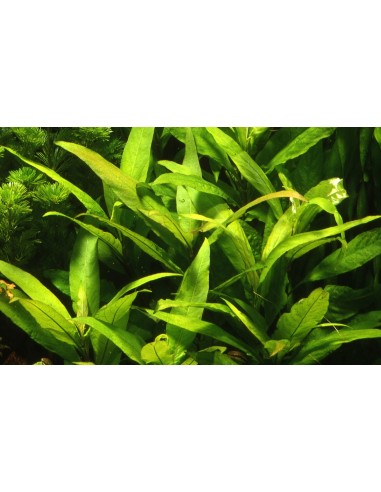 Hygrophila corymbosa 'Siamensis'  - 3