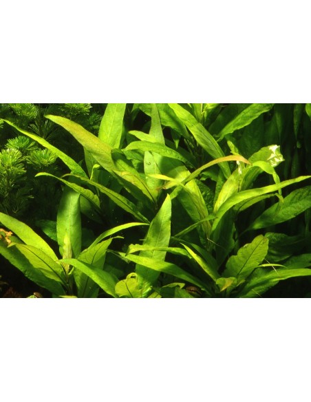 Hygrophila corymbosa 'Siamensis'  - 3