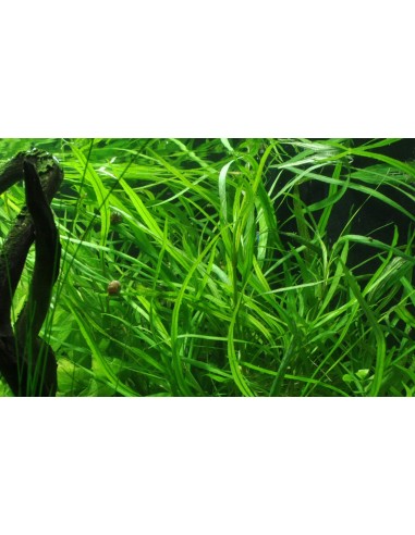 Hygrophila salicifolia  - 2