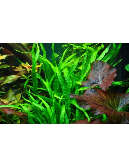 Microsorum minor  - 2