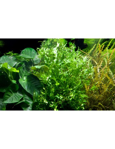 Microsorum pteropus 'Windelov'  - 3