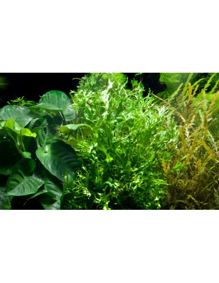 Microsorum pteropus 'Windelov'  - 3